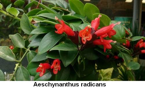 Aeschynanthus radicans.jpg
